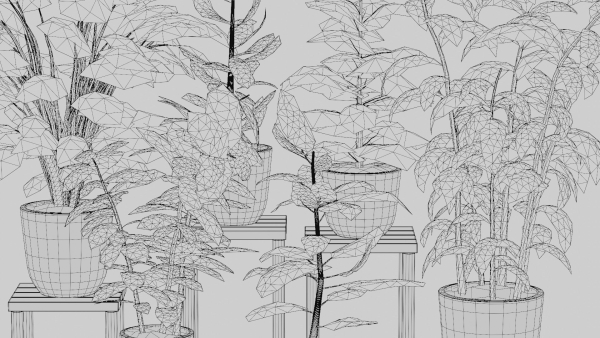 Pots with Plants