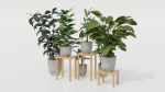 Pots with Plants