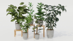 Pots with Plants