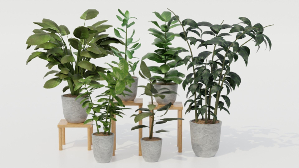 Pots with Plants