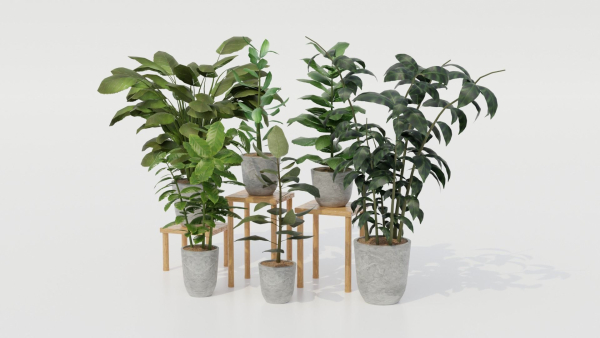 Pots with Plants