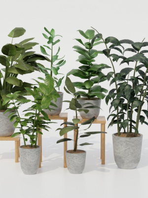 Pots with Plants