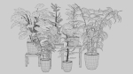 Pots with Plants