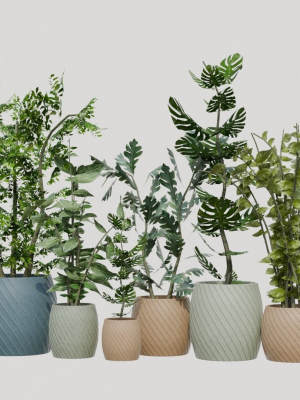 pots with plants