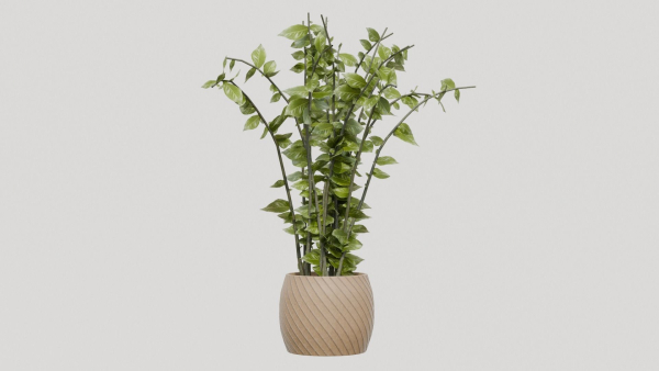 pots with plants