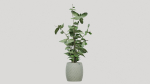 pots with plants