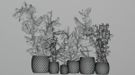 pots with plants