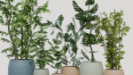 pots with plants
