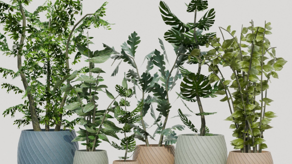pots with plants
