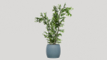 pots with plants