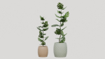 pots with plants