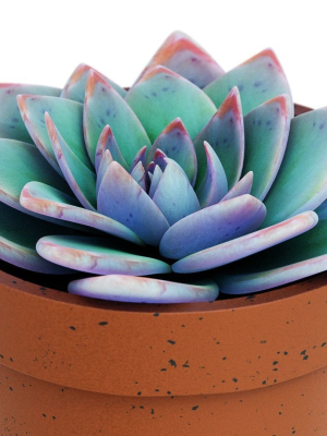 potted-plant-white-rose-succulent-3d-model-obj-fbx-blend-dae