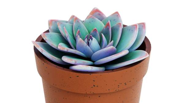 Potted Plant white rose succulent