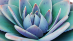 Potted Plant white rose succulent