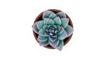 Potted Plant white rose succulent