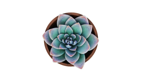 Potted Plant white rose succulent