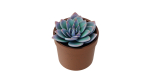 Potted Plant white rose succulent