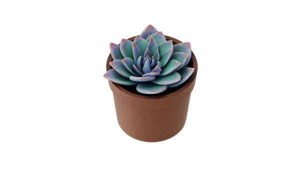 Potted Plant white rose succulent