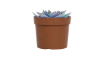 Potted Plant white rose succulent