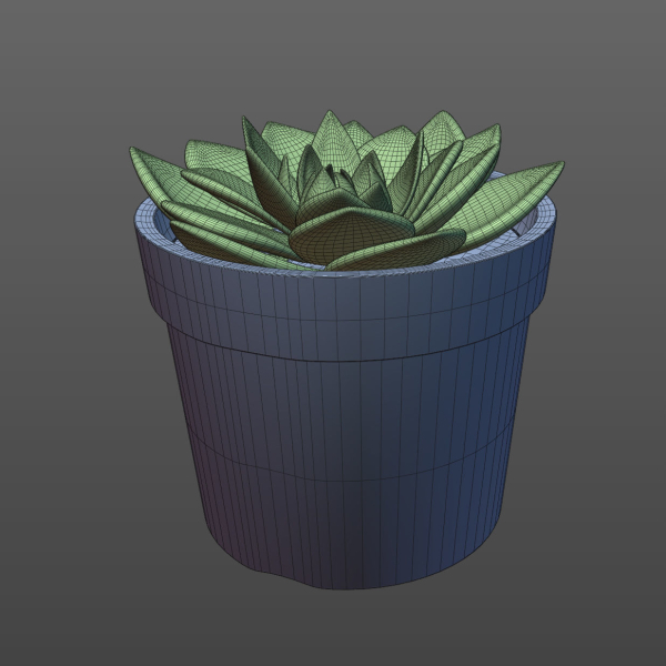 Potted Plant white rose succulent