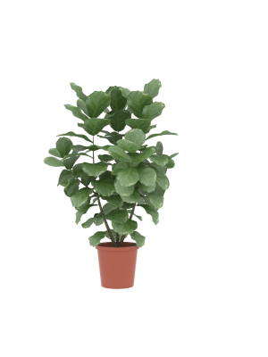 potted-plants-contained-in-a-flowerpot-3d-model-max-obj-3ds-fbx-stl