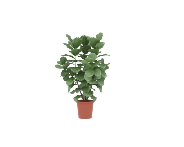 Potted plants contained in a flowerpot