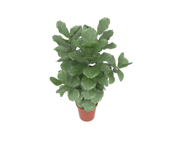 Potted plants contained in a flowerpot