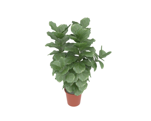 Potted plants contained in a flowerpot