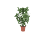 Potted plants contained in a flowerpot