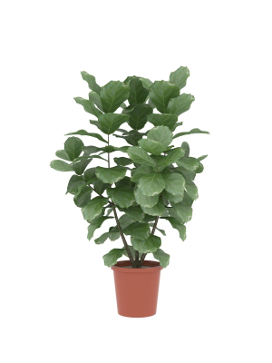 Potted plants contained in a flowerpot
