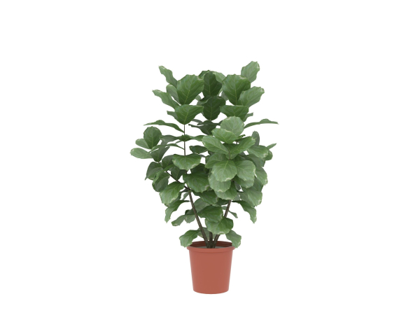 Potted plants contained in a flowerpot