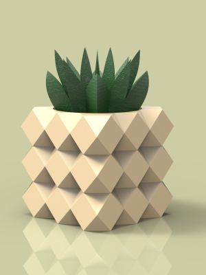 potted succulent and plants