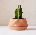 potted succulent and plants