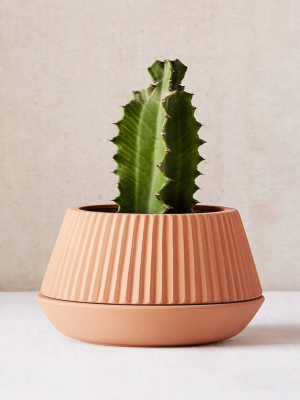 potted succulent and plants