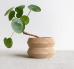 potted succulent and plants