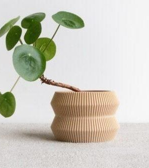 potted succulent and plants