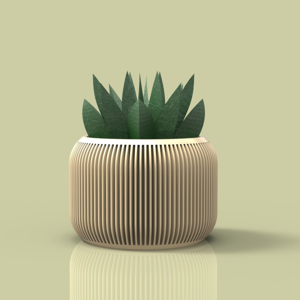 potted succulent and plants