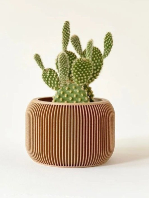 potted succulent and plants
