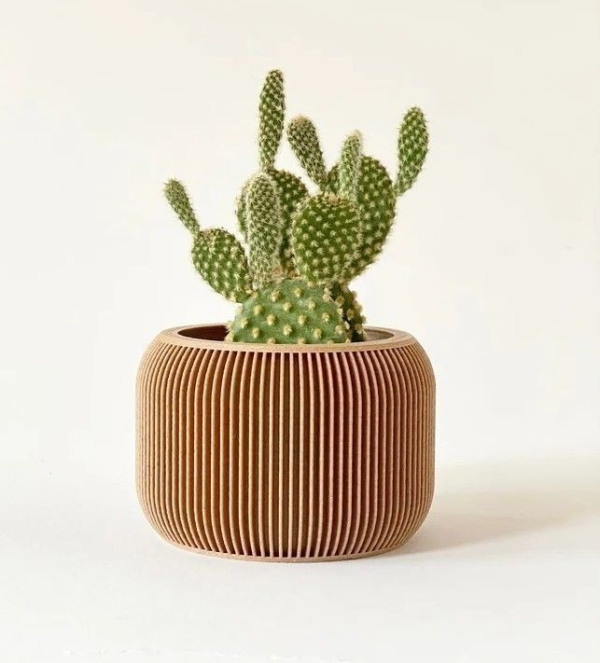 potted succulent and plants