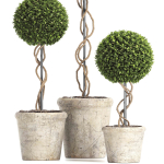 Preserved Boxwood Tree Topiary RH - Indoor Plant 220