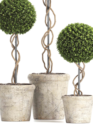 preserved-boxwood-tree-topiary-rh-indoor-plant-220-3d-model-max-obj