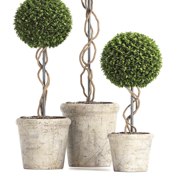 Preserved Boxwood Tree Topiary RH - Indoor Plant 220
