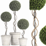 Preserved Boxwood Tree Topiary RH - Indoor Plant 220