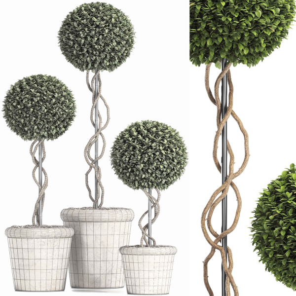 Preserved Boxwood Tree Topiary RH - Indoor Plant 220