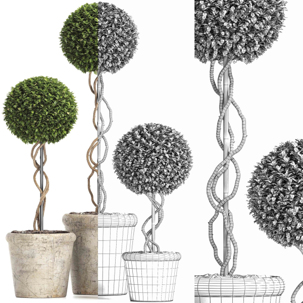Preserved Boxwood Tree Topiary RH - Indoor Plant 220