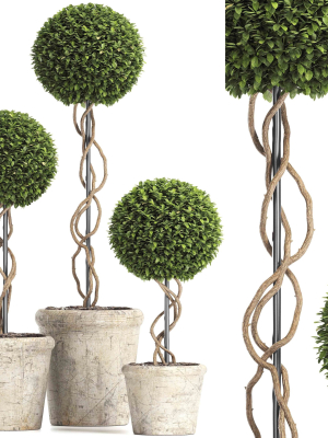 Preserved Boxwood Tree Topiary RH - Indoor Plant 220