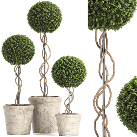 Preserved Boxwood Tree Topiary RH - Indoor Plant 220