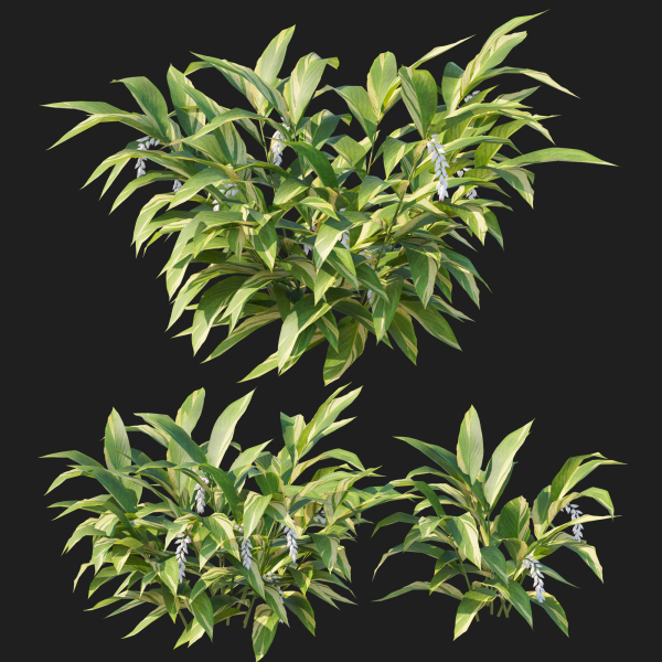 Alpinia Zerumbet
