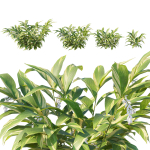 Alpinia Zerumbet