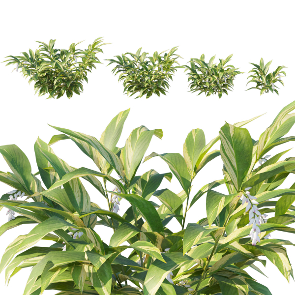 Alpinia Zerumbet